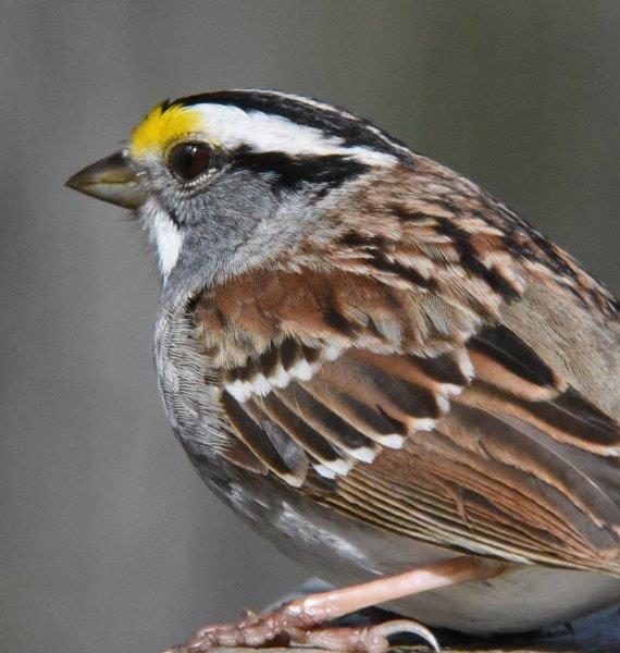 White-throated sparrow white stripe morph
