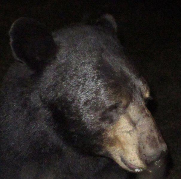 Victor