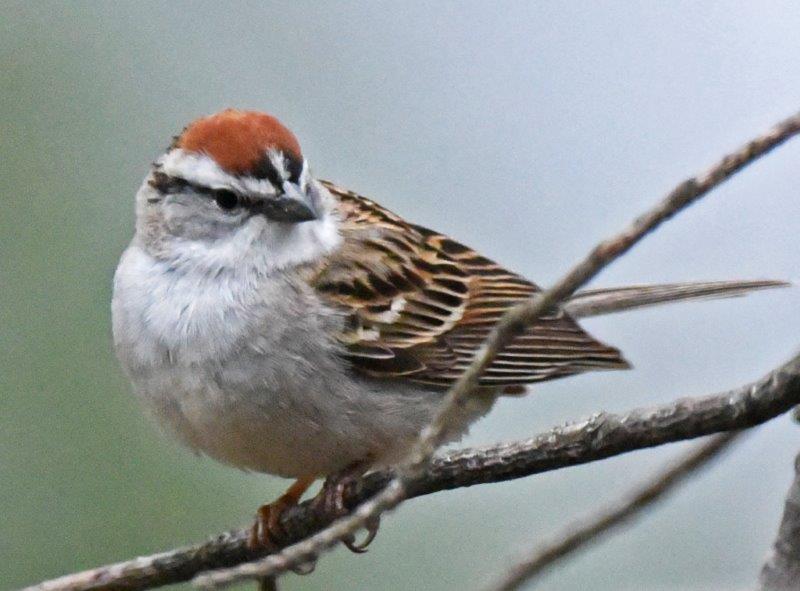 Chipping sparrow