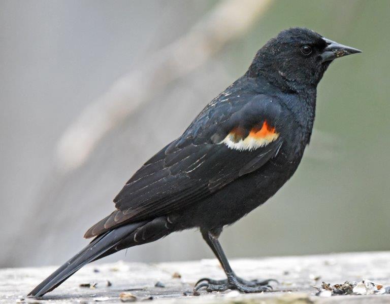 Red-winged blackbird