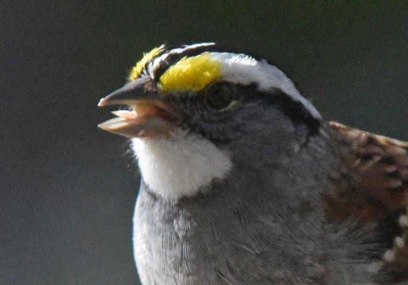 White-throated sparrow