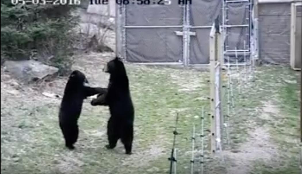 Lucky and Holly play