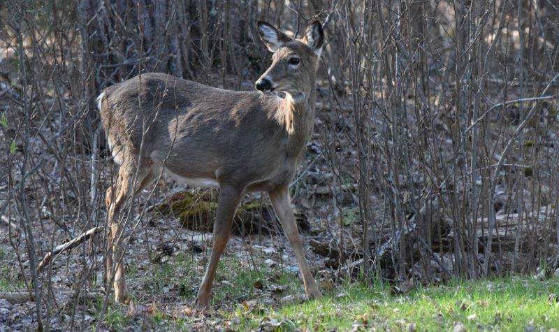 Deer