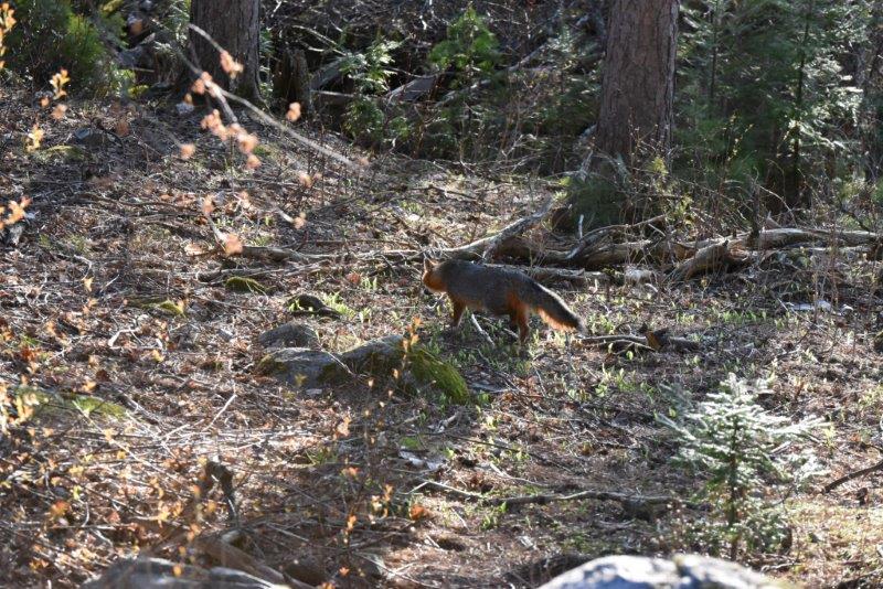 Fox