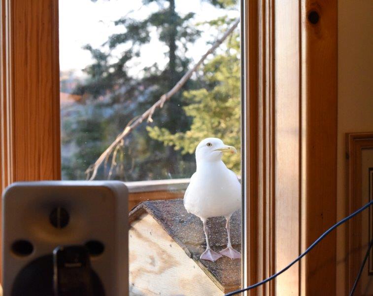Herring gull