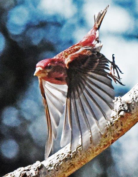 Purple finch mid-flight