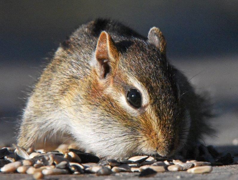 Eastern chipmunk