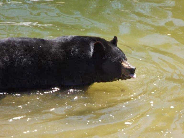 Ted swimming