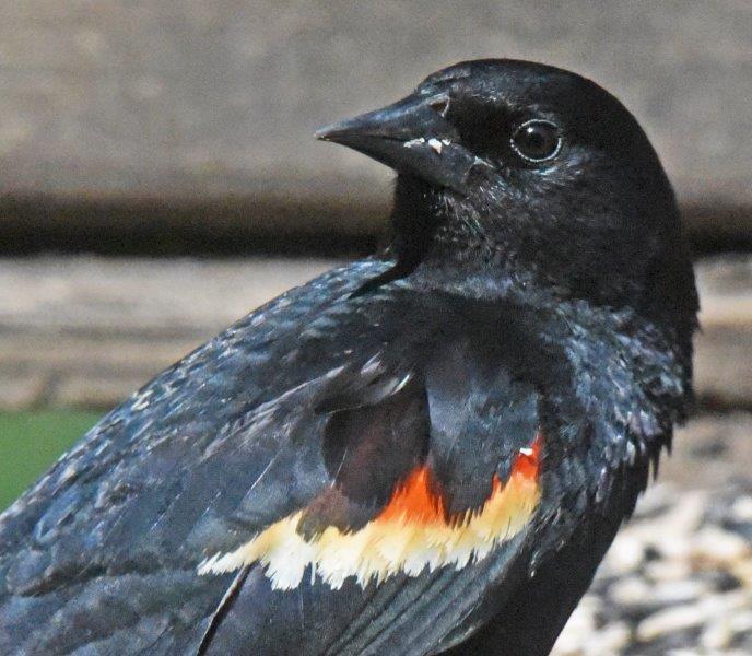 Red Winged blackbird