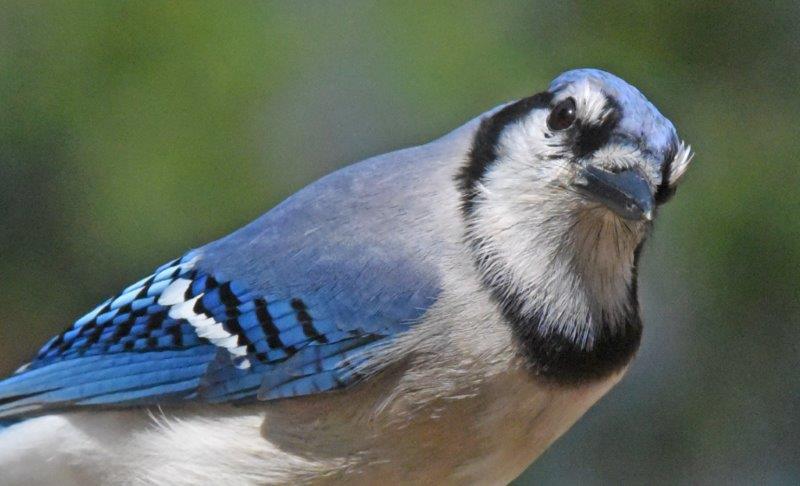 Blue Jay