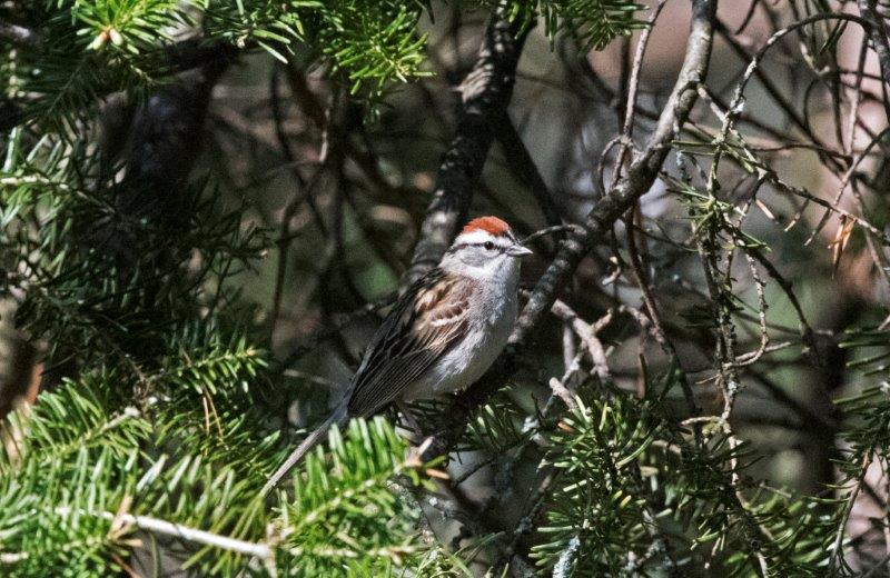 Chipping sparrow