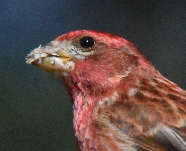 Purple finch