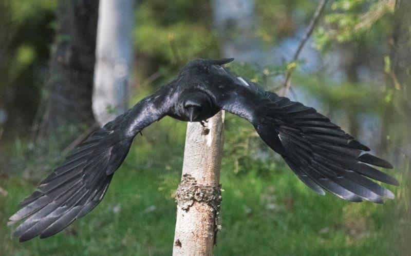 Crow flying