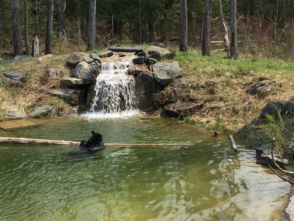 Lucky swimming with the duck