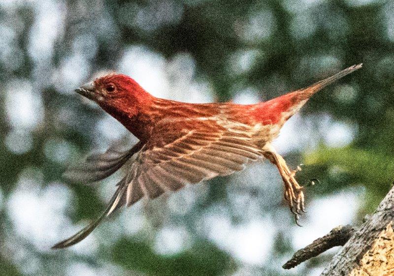 Purple finch flying