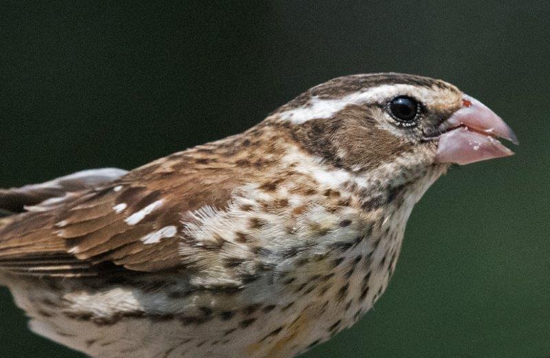 Rose-breasted grosbeak