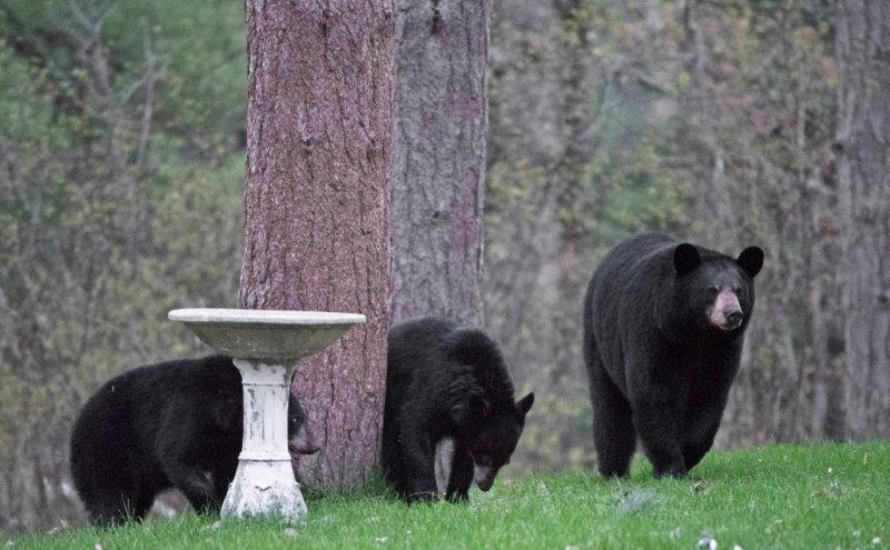 Lily and her yearlings