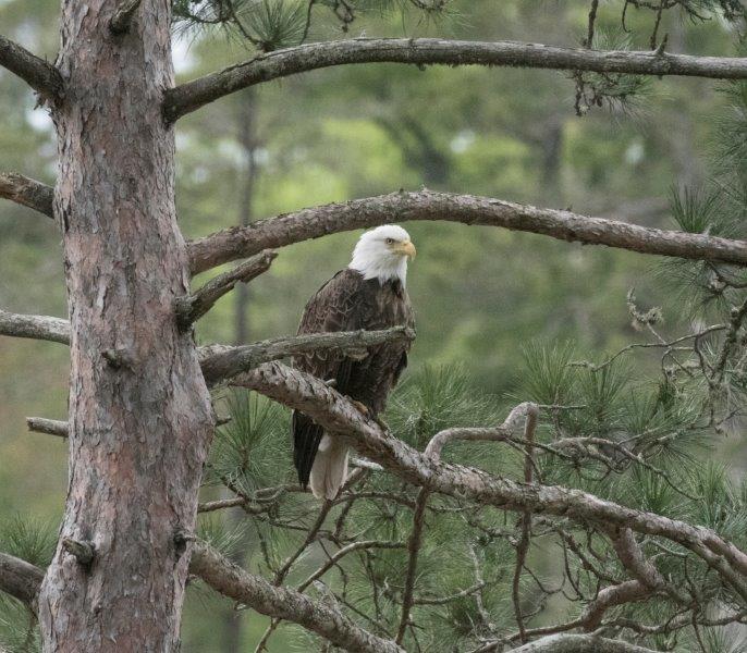 Bald eagle watching