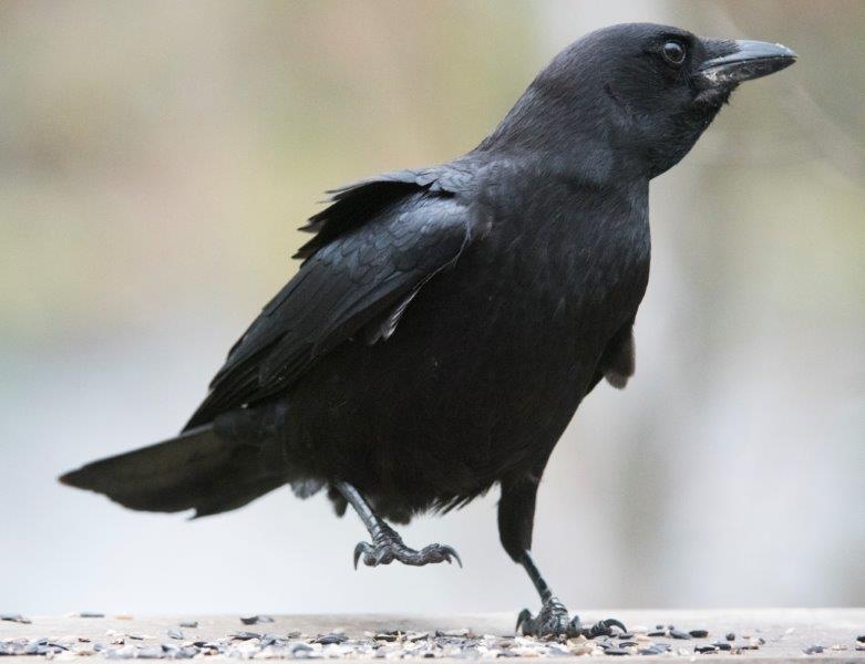 Dancing Crow