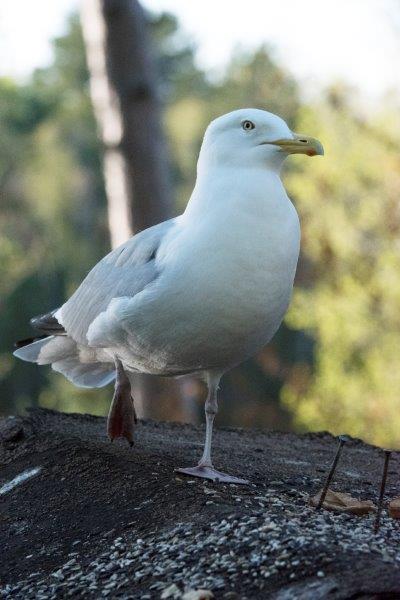Tame gull's injured leg