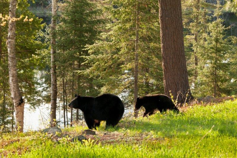 Bow and yearlings