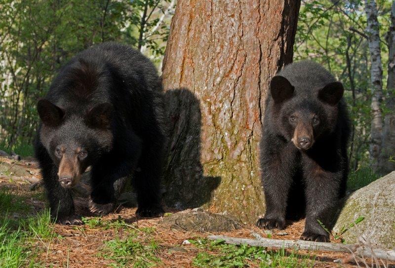 Bow's female yearlings