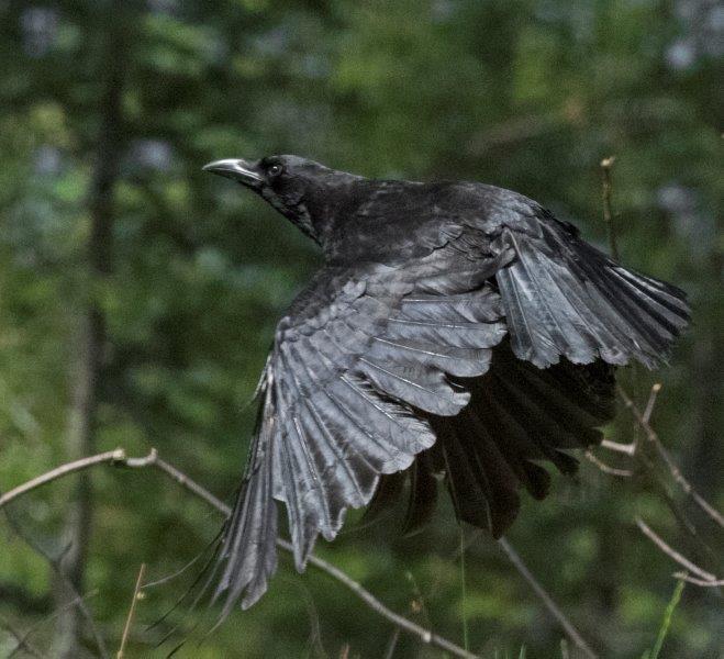 Crow flying