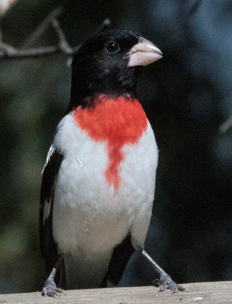 Rose-breasted grosbeak
