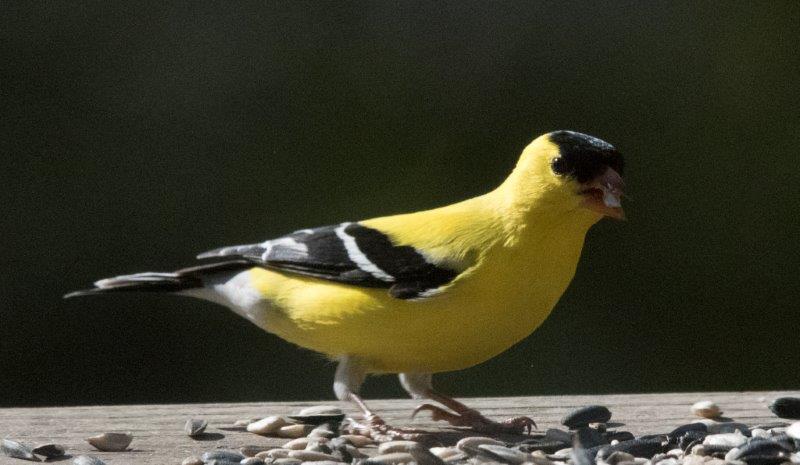 Goldfinch