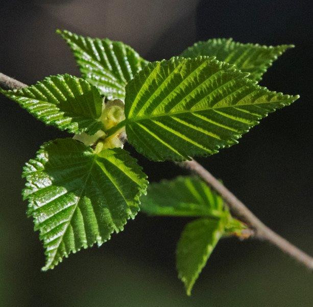 Hazel leaves