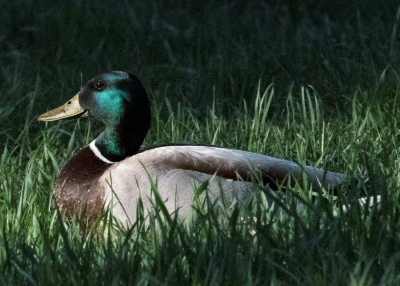 Mallard at dawn