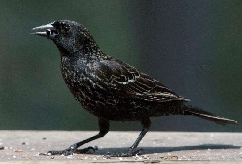 Red-winged blackbird first year