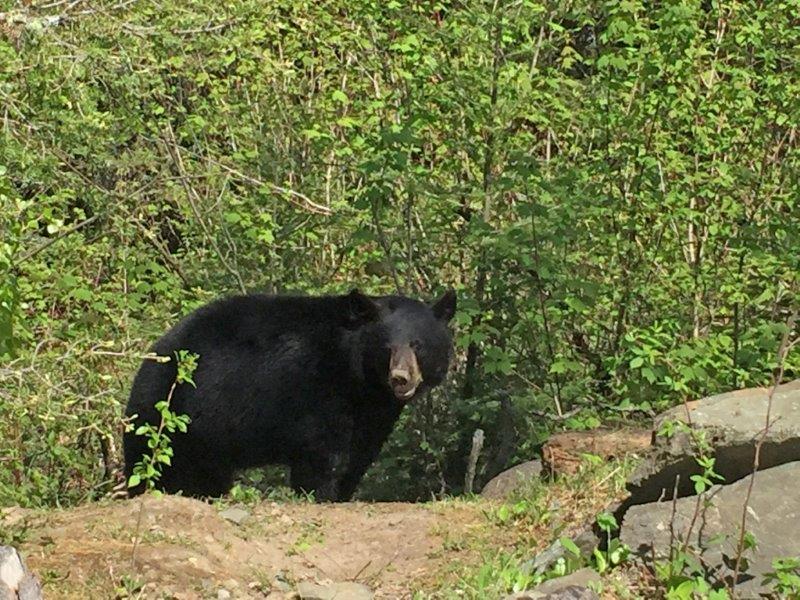 Holly at her dug den
