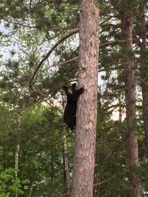 Spanky (Shadow's male yearling)