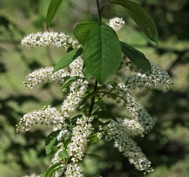 Chokecherry