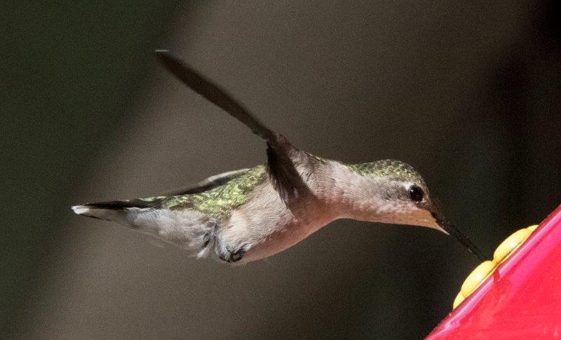 Hummingbird at feeder