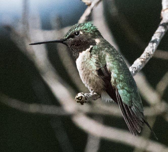 Hummingbird male