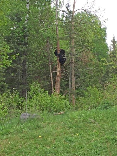 Holly and Lucky up the tree