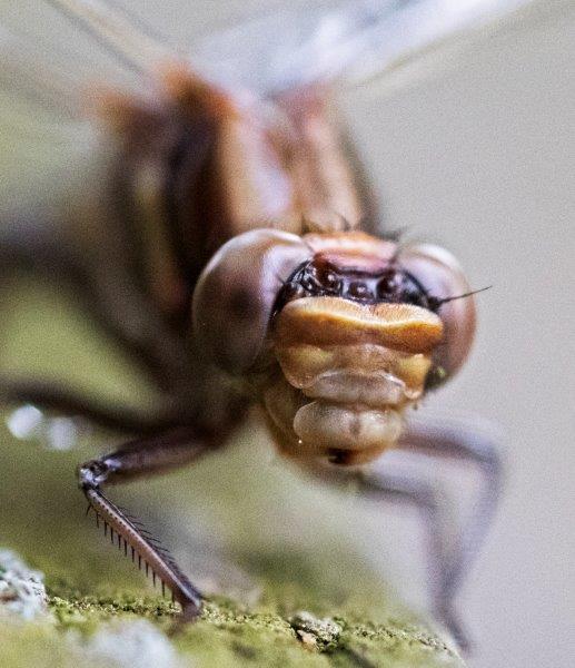 Dragonfly