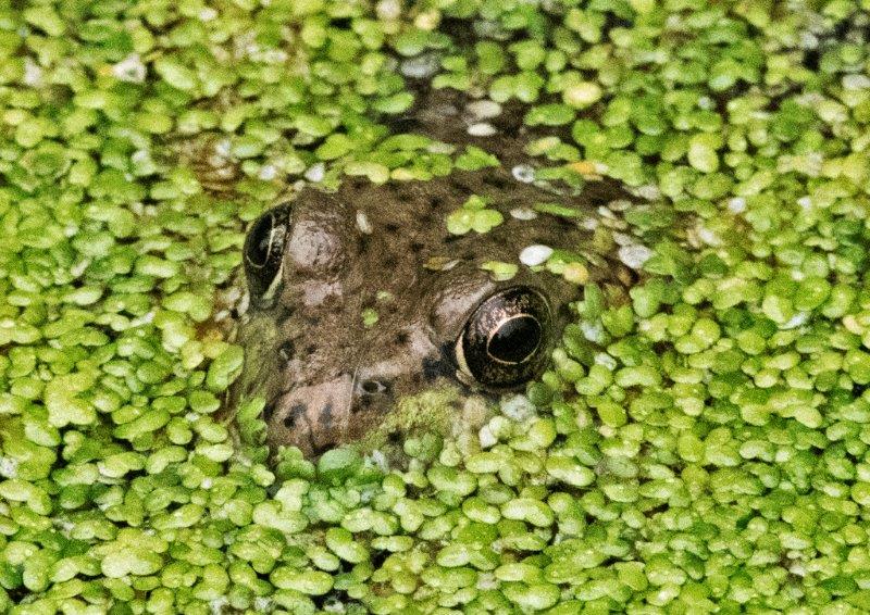 Green frog female