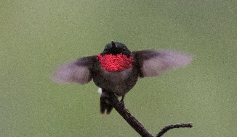 Hummingbird showing red throat