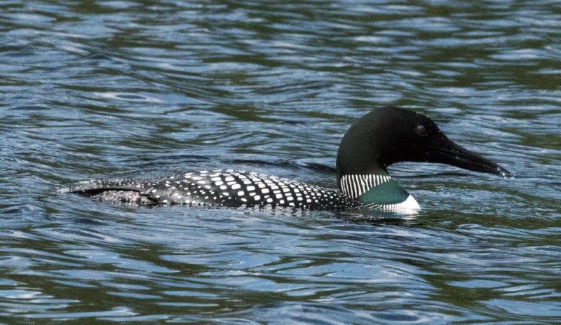 Common Loon