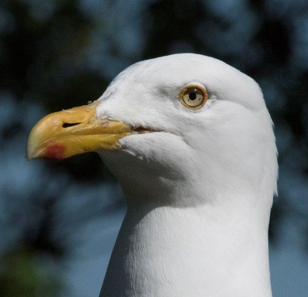 Non-tame gull