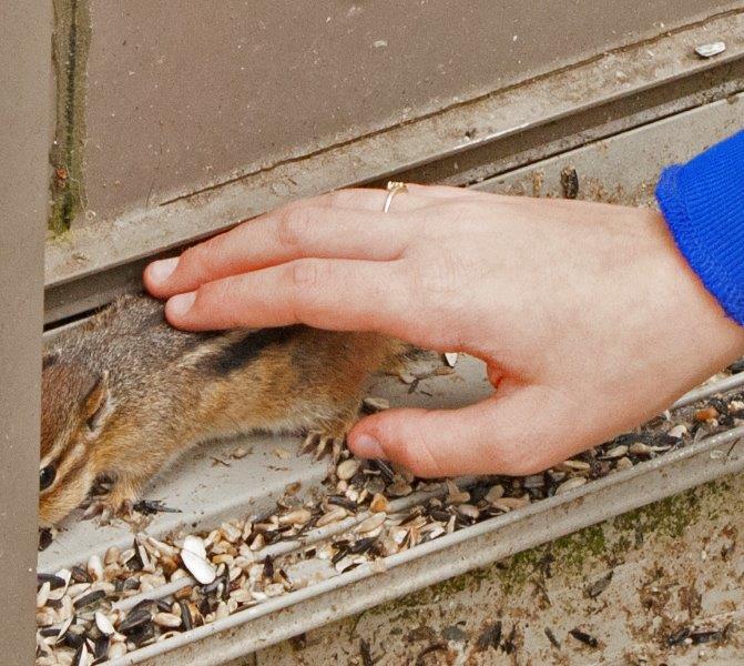 Veronica and chipmunk