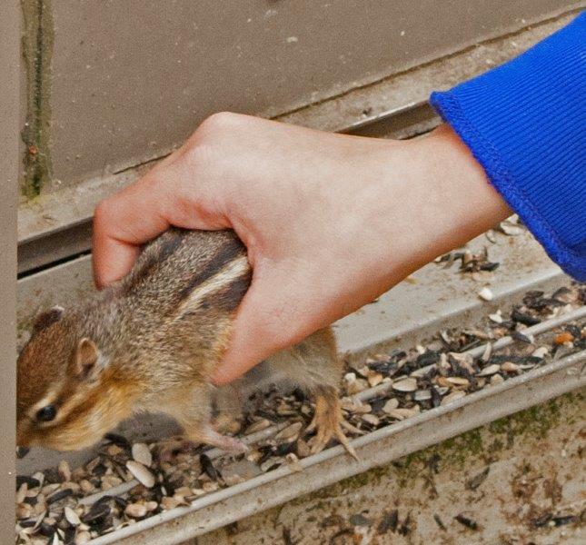 Veronica and chipmunk