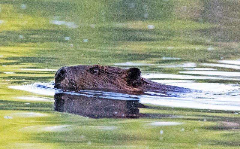 Beaver