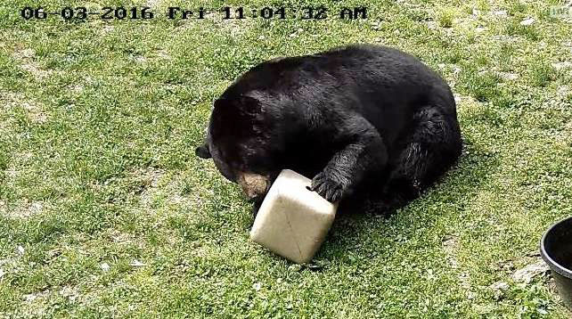 Ted with enrichment cube