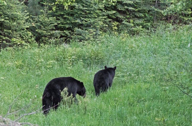 Bow and her mate heading off