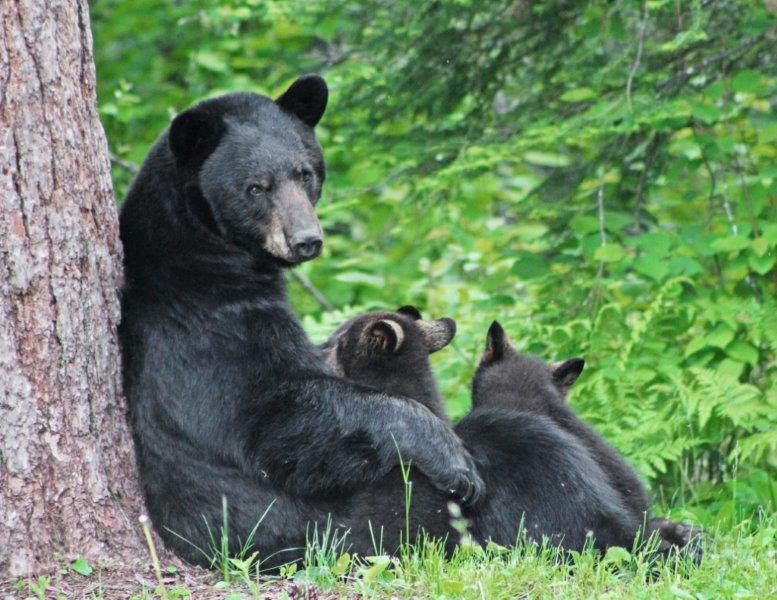 Jewel nursing her cubs