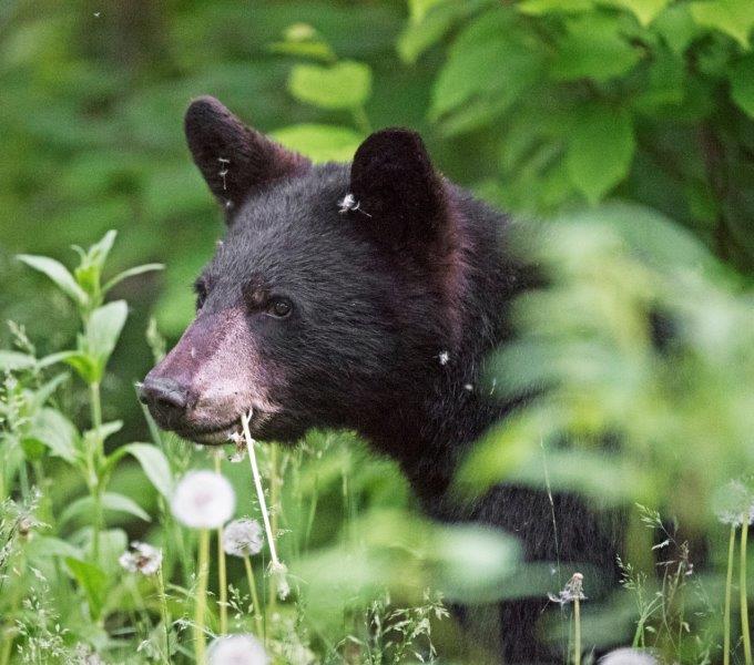 Female yearling eating dandelions